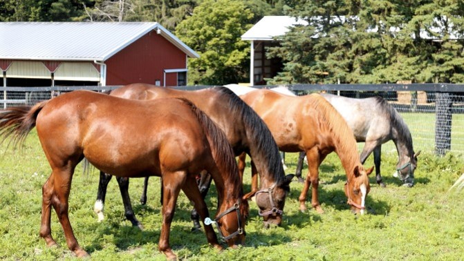 cavalos gestação humanos